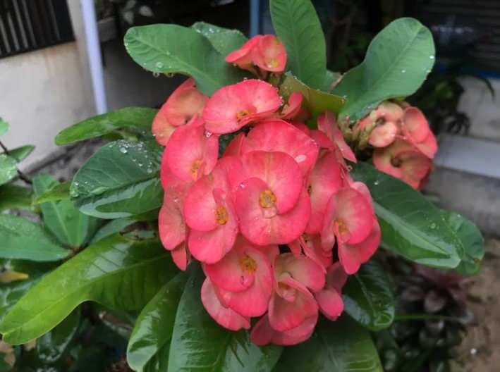 Diken tacı çiçeği