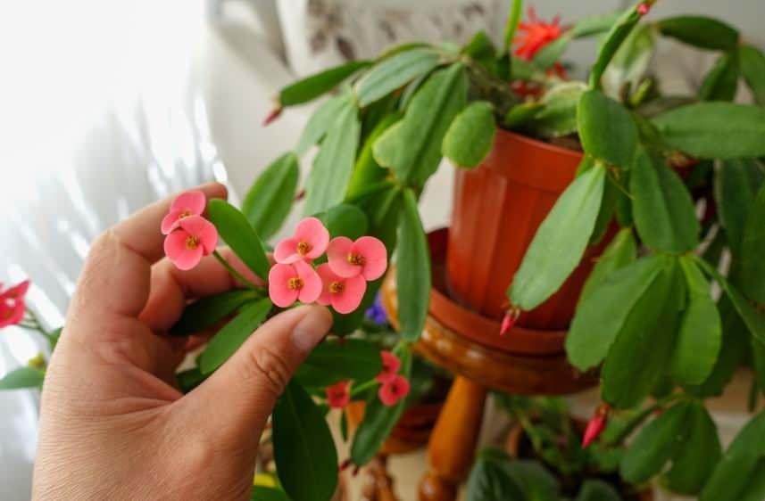 Diken tacı çiçeği