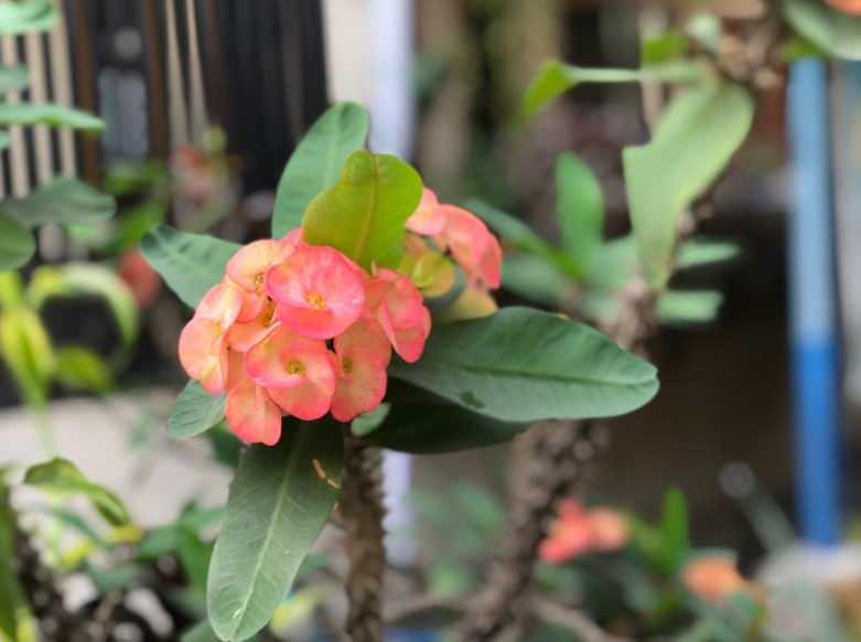 Diken tacı çiçeğini çoğaltma