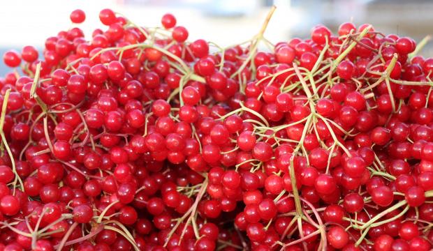 Erzincan'da "gençlik iksiri" olarak adlandırılan gilaburu tezgâhlarda yerini aldı