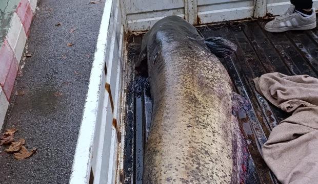 Dev balığı görünce dünyalar onu oldu! O anlar kamerada