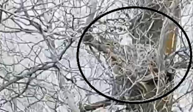 Sivas'ta g&ouml;r&uuml;nt&uuml;lendi: Avlamanın cezası 840 bin TL 