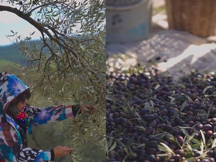 Mehtap Bayri zeytin toplarken