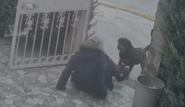 Ankara'da dehşet anları! Başıboş k&ouml;peklerin saldırdığı kadın yaralandı