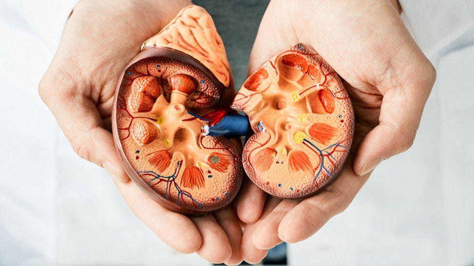 Böbreğin iç yapısı