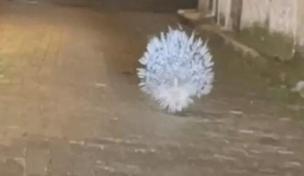 Aydın'da da g&ouml;r&uuml;ld&uuml;: Afrika ve Akdeniz'in en tehlikeli hayvanları arasında