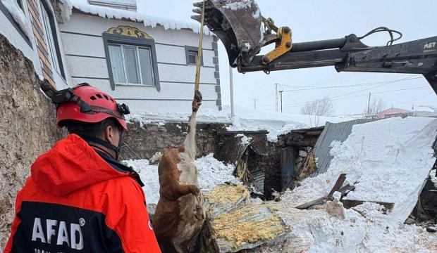 Kars'ta 2 ahır &ccedil;&ouml;kt&uuml;, 4 b&uuml;y&uuml;kbaş hayvan telef oldu