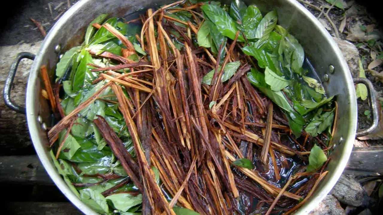 Ayahuasca çayı