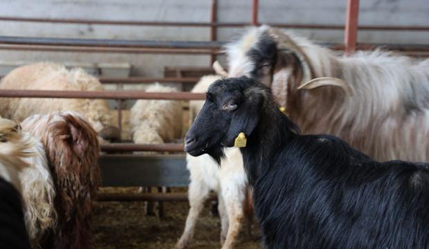 Elazığ'da kurban satışları başladı: Fiyatı duyan az mı &ccedil;ok mu karar veremiyor