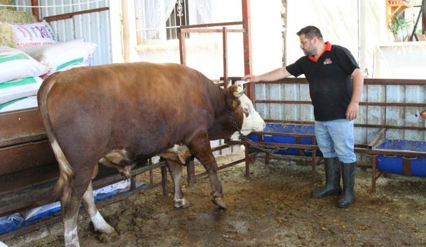 Hatay'da satışa &ccedil;ıkartılan 1 ton 130 kiloluk kurbanlık dananın fiyatı dudak u&ccedil;uklattı 