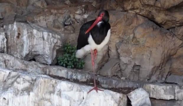 T&uuml;rkiye'de &ccedil;ok nadir g&ouml;r&uuml;len kara leylek kameraya yansıdı