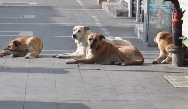 Vali duyurdu! 52 bin sahipsiz k&ouml;pek toplatıldı