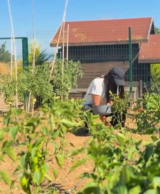 Asena bahçede biber topluyor