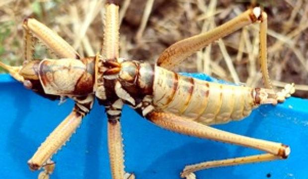 Dev &ccedil;ekirgeler Van&rsquo;ı sardı! Boyları 20 santimetreye yaklaşabiliyor