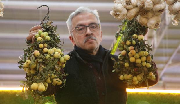 Sivas'ta 2 yılda bir hasat edilen ilgin&ccedil; meyve t&uuml;ketilmeden &ouml;nce &ccedil;&uuml;r&uuml;meye bırakılıyor 