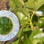 İncir yaprağının faydaları nelerdir? Kuru incir yaprağı çayı nasıl demlenir?