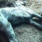İşte İBB'nin sahip çıktığı(!) atlar, pislik içinde ölüyorlar!
