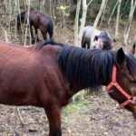 Adalar'daki atların 224'ü bakımsızlık yüzünden ölmüş