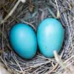 Şifa deposu mavi yumurta çocukların zekasını geliştiriyor!