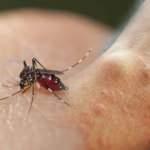 Sivrisinek ısırığı kaşıntısı nasıl geçer? Asya Kaplan Sivrisineği ısırığına ne iyi gelir?