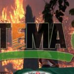 TEMA Vakfı yanan ormanlarımız için kampanya başlattı! TEMA Vakfı fidan bağışı nasıl yapılır?