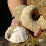 Muş'ta 35 milyon yıllık fosil bulndu