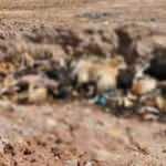 İBB hayvan barınağında vahşet: Çürümeye bırakılmış hayvan cesetleri bulundu