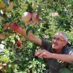 Amasya'da vatandaş bir ağaçta 6 çeşit elma yetiştirdi!