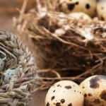 Bıldırcın yumurtasının çocuklara faydaları nelerdir? Bıldırcın yumurtası nasıl yenir?