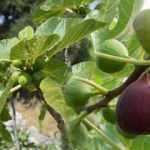 İncir yaprağının faydaları nelerdir? Kuru incir yaprağı çayı nasıl demlenir?