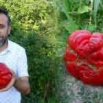 Baba kız tarlada buldu! 1 kilo 372 gramlık domates görenleri şok etti