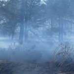 Adana'daki orman yangını kontrol altına alındı