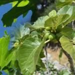 İncir yaprağının sivilceye faydaları nelerdir? Kuru incir yaprağı çayı nasıl yapılır? 