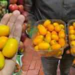 Hastalıklara şifa, C vitamini deposu: Kamkat meyvesi