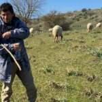 Aydın'da bir çoban hayvancılıktan kazandığı parayla 1000 dönüm mera satın aldı