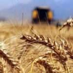 Tarım Bakanlığı'ndan son dakika buğday açıklaması