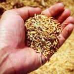 Savaş paniği başladı: Buğday fiyatlarına yüzde 20 zam gelebilir