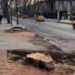 İBB'nin asırlık çınar ağaçlarını kesmesine Çengelköy örneğiyle tepki
