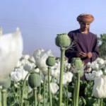  Afganistan'da haşhaş üretiminin yasaklanması kararı İİT'yi memnun etti