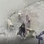 8 başıboş köpek yolda yürüyen genç kadına saldırdı