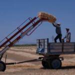 Türkiye'nin tahıl ambarından ilk rakamlar geldi: 2.2 milyon ton