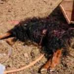 Yine köpek yine dehşet! Sokak köpekleri ahır ve kümese saldırdı: 1 koyun, 20 tavuk öldü