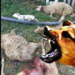 Bursa'da çiftliğe giren köpek sürüsü dehşet saçtı: 8 oyun telef oldu