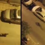 İstanbul’da pitbull dehşeti: Vatandaşlar korkudan otomobillerin üzerine çıktı