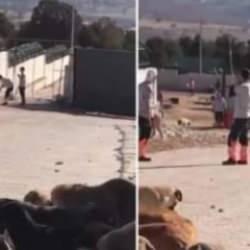 Konya'da köpeği vahşice öldüren zanlıların ifadeleri ortaya çıktı