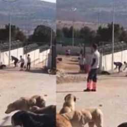Konya'daki hayvan bakımevinde tepki çeken olay: İki kişi tutuklandı