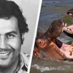 Escobar'ın su aygırlarının gönderileceği ülkeler açıklandı