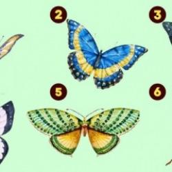 Kişilik testi: Seçtiğiniz kelebeğe göre en önemli özelliğiniz ortaya çıkacak!