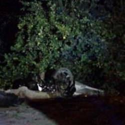 Yola çıkan köpekler ardı ardına iki kazaya neden oldu: 1 ölü, 2 yaralı