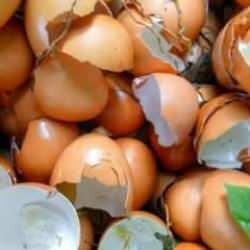 Yumurta kabuklarının faydaları: Yumurta kabukları nasıl kullanılır, bitkilere iyi gelir mi?